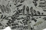 Carboniferous Fossil Fern (Odontopteris) Frond Plate - France #334682-1